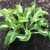 Hosta Twisted Spearmint