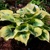 Hosta Liberty