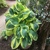 Hosta Battle Strokes