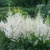 Astilba Snowdrift