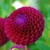 Dahlia Downham Royal