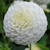 Dahlia White Aster