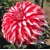 Dahlia Santa Claus