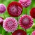 Dahlia Chick A Dee US