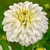 Dahlia Snow Cap