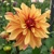 Dahlia French Cancan