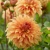 Dahlia Great Hercules