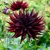 Dahlia Black Narcissus