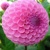 Dahlia Westerton Folly