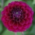 Dahlia Purper Cap