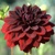 Dahlia Go Go Black