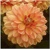 Dahlia Go Go Peach