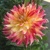 Dahlia Go Go Pink Yellow