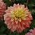 Dahlia Blushing Lady