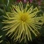 Dahlia Grysons Yellow Spider