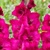 Gladioly Mystic Magenta - 5 ks v balení
