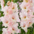 Gladioly Pink Lightning - 3 ks v balení