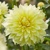 Dahlia Kelvin Floodlight