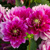 Dahlia Bluesette