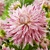 Dahlia Avignon
