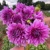 Dahlia Lavender Perfection