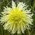 Dahlia Yellow Star