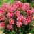 Dahlia Topmix Pink