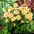 Dahlia Topmix Apricot