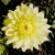Dahlia Glory Of Heemstede