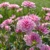 Dahlia Pink Perception
