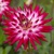 Dahlia Explosion Dutch