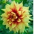 Dahlia Dazzling Sun