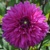 Dahlia Cornwall Island