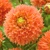 Dahlia Orange Impact