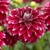 Dahlia Red Rock
