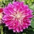 Dahlia Purple Explosion