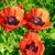 Papaver Orientale