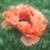 Papaver Effendi