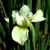 Iris Sibirica Dreaming Green