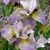 Iris Sibirica Unbottuned Zippers