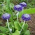Primula Noverna Deep Blue