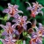 Tricyrtis Purple Beauty