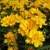 Coreopsis Presto