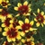 Coreopsis Bengal Tiger
