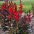 Lobelia Scarlet Broze Leaved