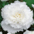 Begonia Fimbriata White