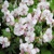 Geranium Biokovo