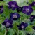 Geranium Raven