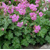 Geranium Karmina
