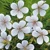 Geranium Album